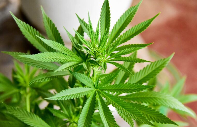 A MACONHA AINDA É ILEGAL, APESAR DA DESCRIMINALIZAÇÃO PELO STF