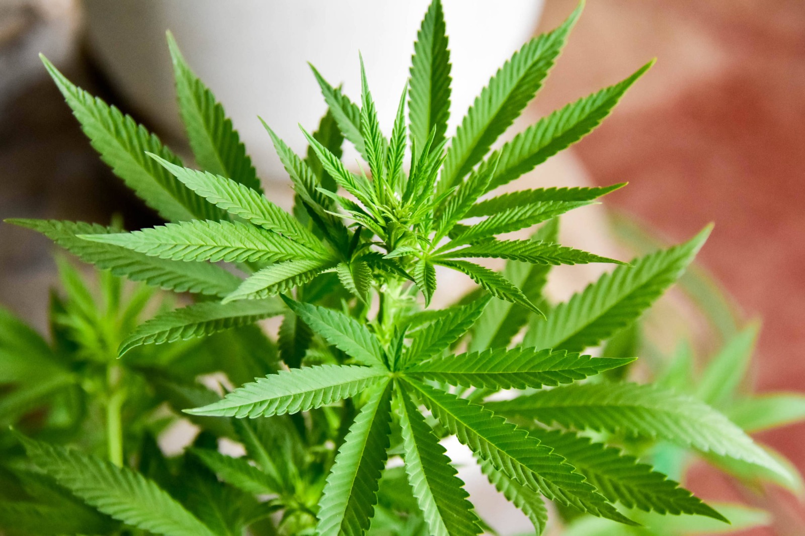 A MACONHA AINDA É ILEGAL, APESAR DA DESCRIMINALIZAÇÃO PELO STF