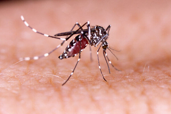 CASOS DE DENGUE NO ALTO TIETÊ TÊM AUMENTO ALARMANTE