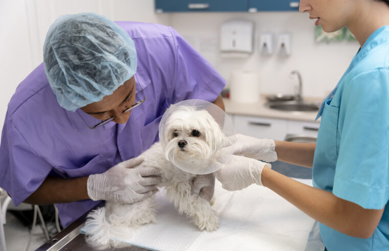 CASTRAÇÃO GRATUITA DE CÃES E GATOS SERÁ REALIZADA EM FERRAZ DE VASCONCELOS NOS DIAS 22 E 23