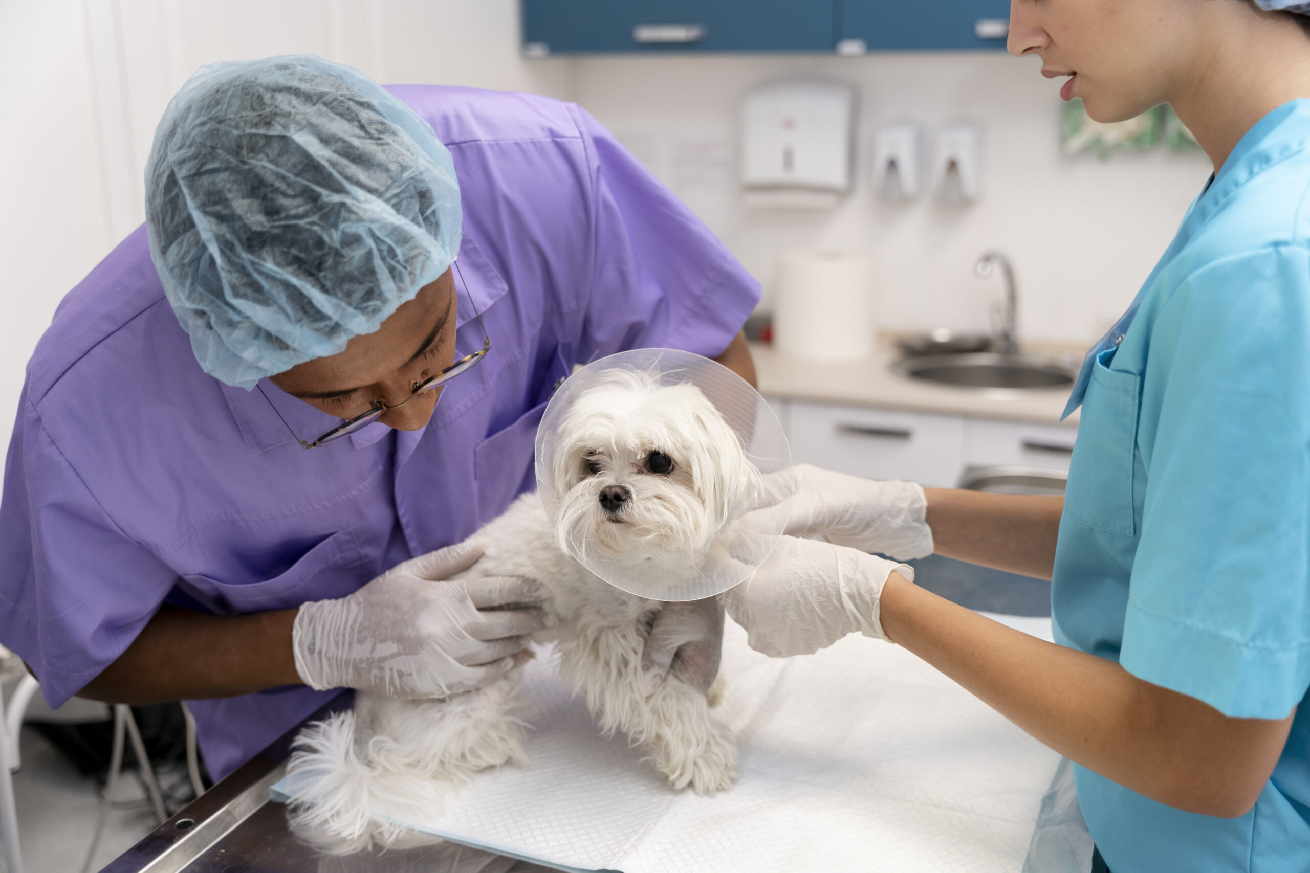 CASTRAÇÃO GRATUITA DE CÃES E GATOS SERÁ REALIZADA EM FERRAZ DE VASCONCELOS NOS DIAS 22 E 23
