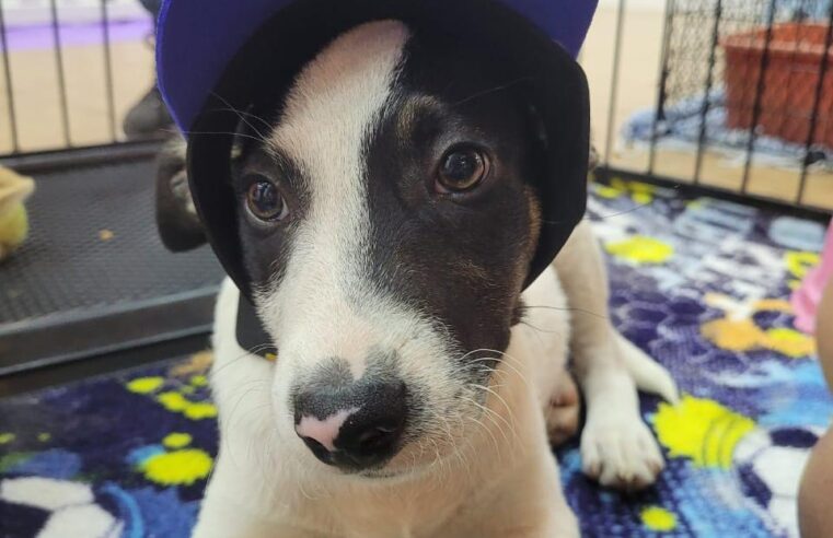 ITAQUÁ PARK SHOPPING PROMOVE FEIRA DE ADOÇÃO PET NESTE SÁBADO (23)