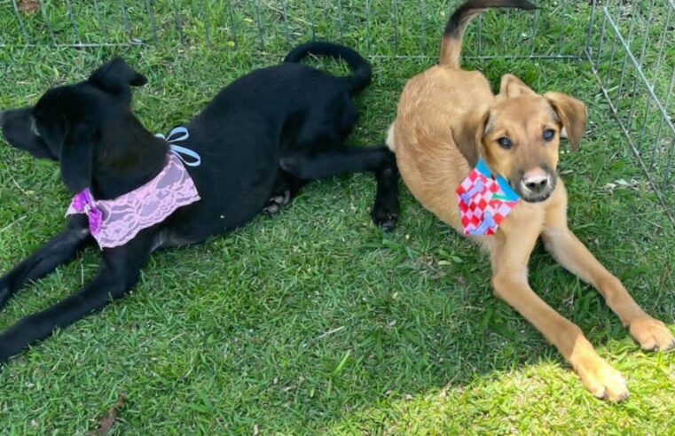SUZANO SHOPPING PROMOVE FEIRA DE ADOÇÃO DE PETS NESTE SÁBADO