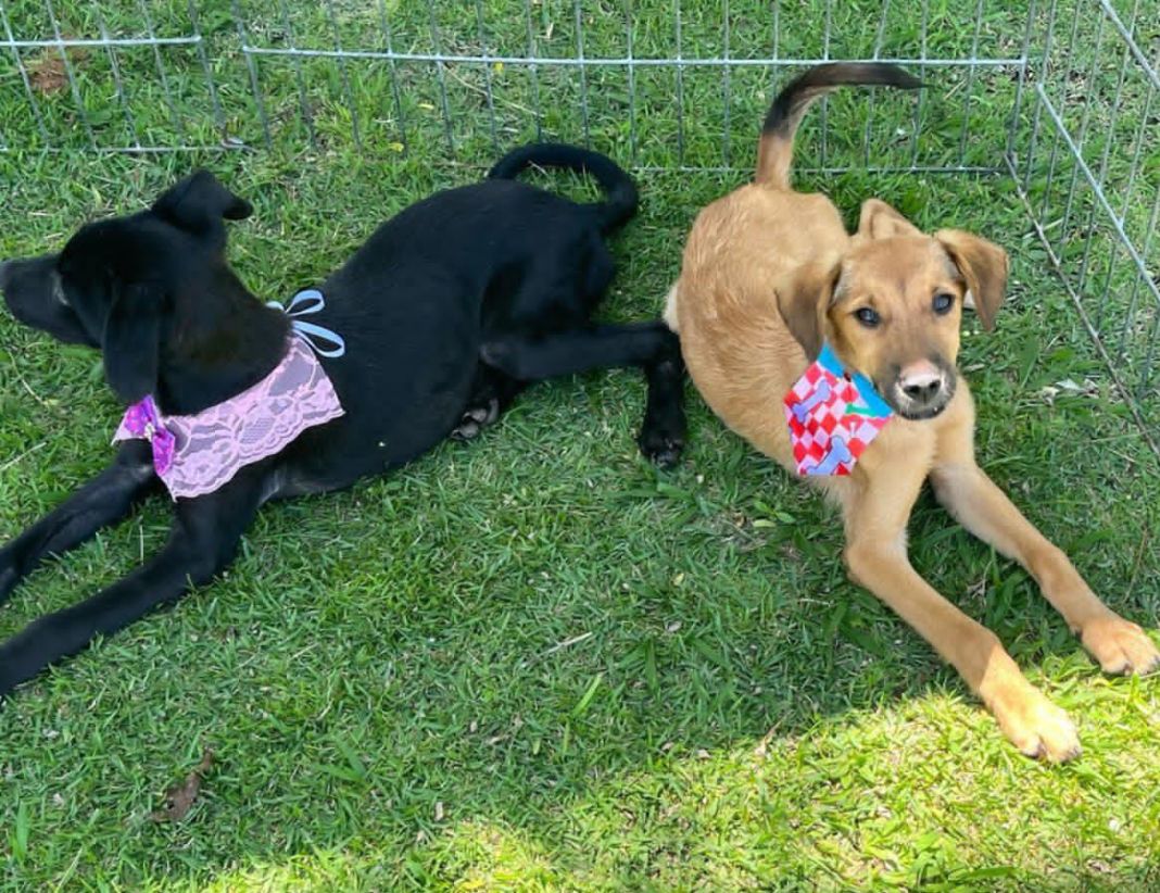 SUZANO SHOPPING PROMOVE FEIRA DE ADOÇÃO DE PETS NESTE SÁBADO
