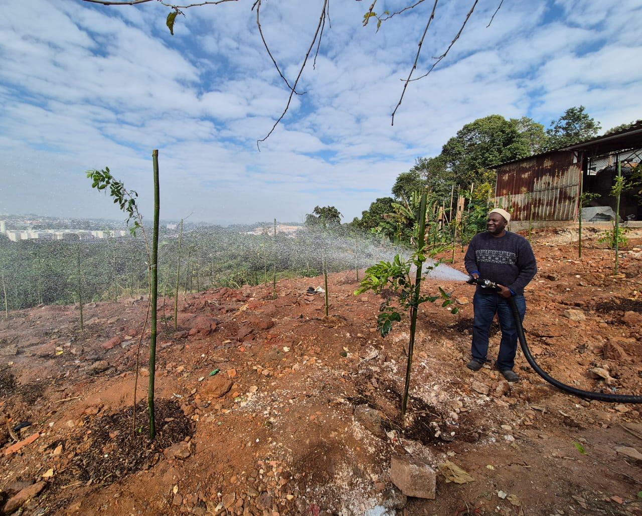 POÁ PLANTA 60 ÁRVORES EM ÁREA QUE SOFREU OCUPAÇÃO IRREGULAR