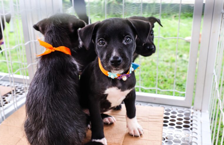 FERRAZ REALIZARÁ O 1º PETPALOOZA COM MUITA DIVERSÃO E ATRAÇÕES GRATUITAS