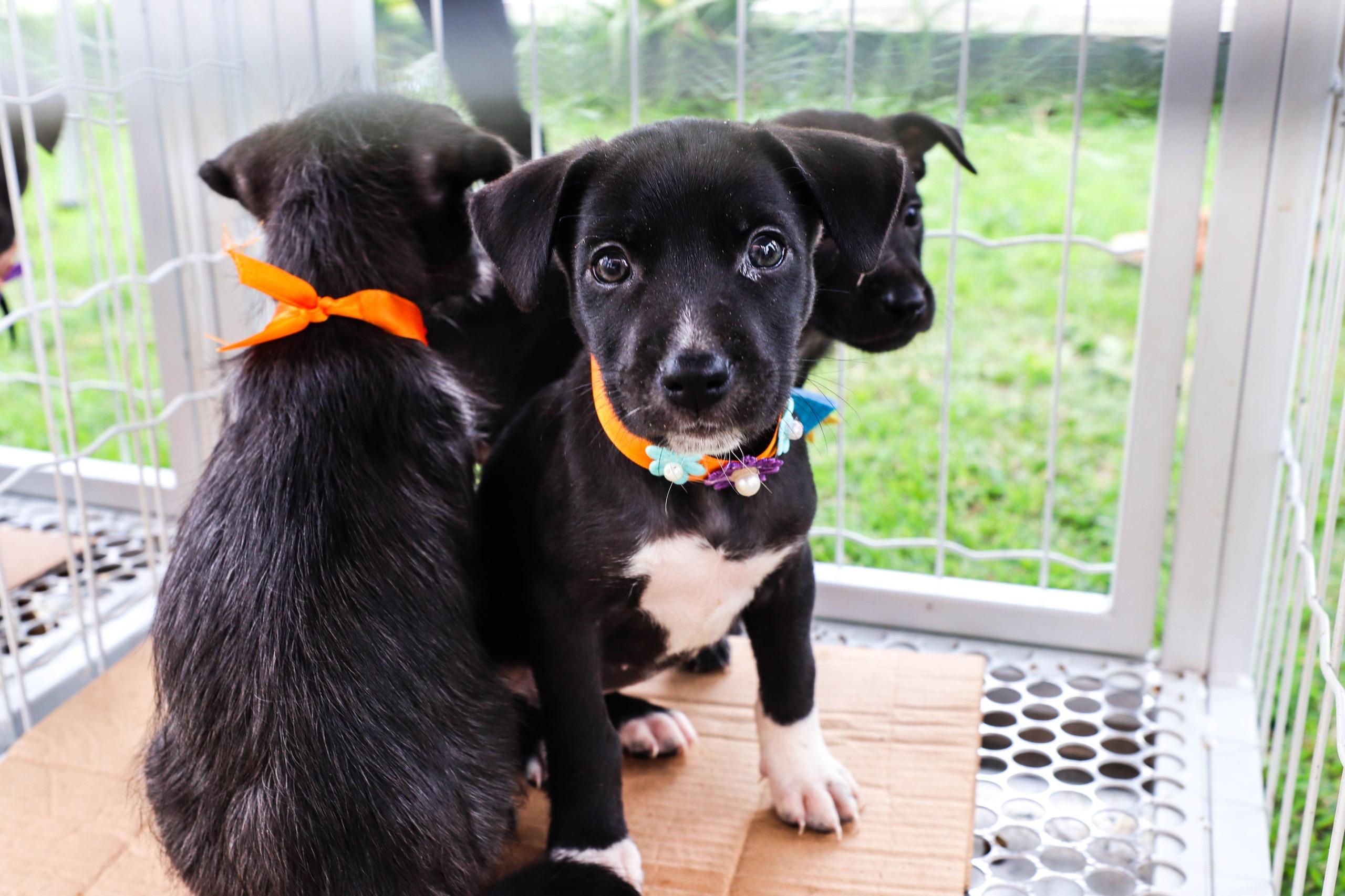 FERRAZ REALIZARÁ O 1º PETPALOOZA COM MUITA DIVERSÃO E ATRAÇÕES GRATUITAS