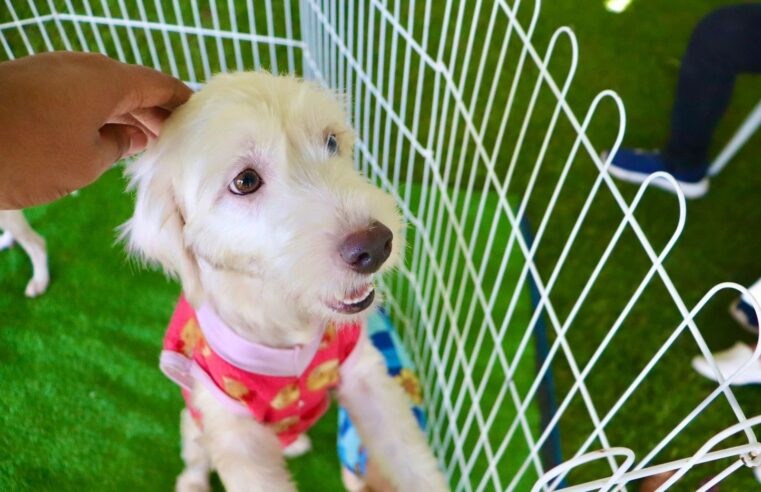 SUZANO ABRE CADASTRO PARA VACINAÇÃO GRATUITA DE CÃES E GATOS