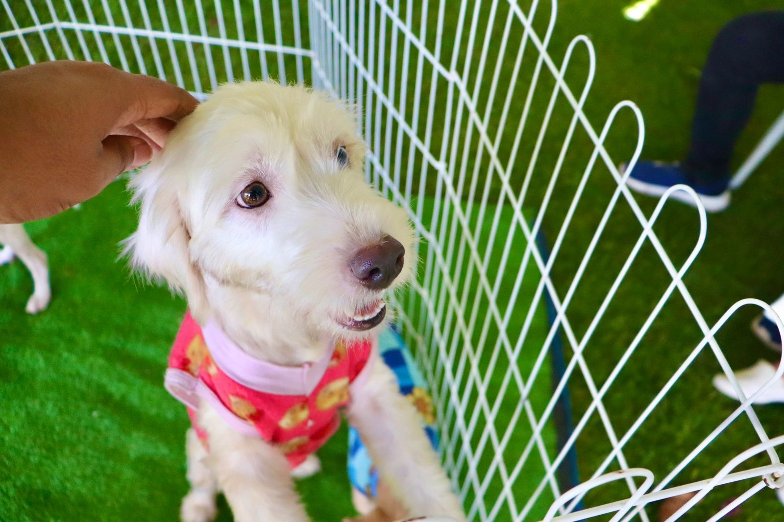 SUZANO ABRE CADASTRO PARA VACINAÇÃO GRATUITA DE CÃES E GATOS