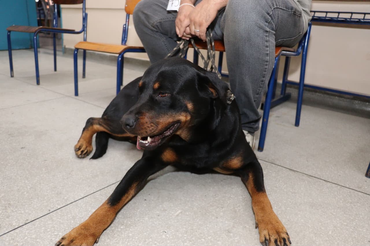 SUZANO ULTRAPASSA 2 MIL CASTRAÇÕES DE CÃES E GATOS EM 2026